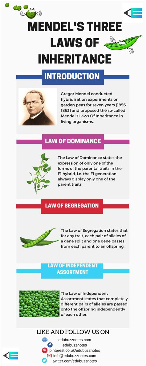 Mendels Laws Of Inheritance Mendels Three Laws Biology Facts