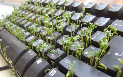 Online Crop Black Computer Keyboard Keyboards Nature Plants