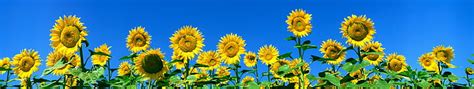 Page 2 Sunflower· 1080p 2k 4k 5k Hd Wallpapers Free Download