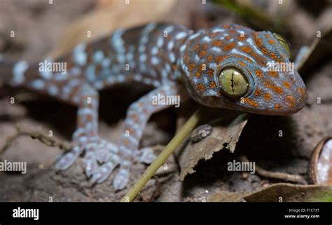 Juvenile Tokay Gecko Gekko Gecko Thailand Stock Photo Alamy