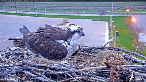 Hellgate Canyon Ospreys ~ Iris Lays The First Egg April 26 2019 Youtube