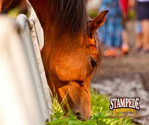 The Benefits Of Cube Hay Form For Horses Stampede Premium Forage