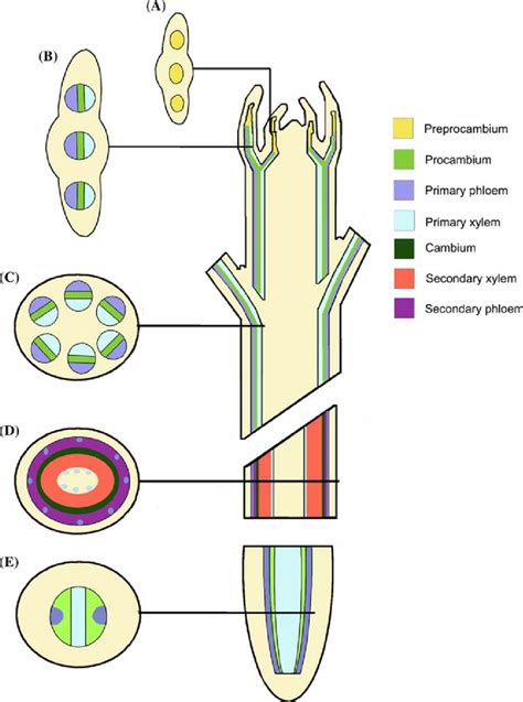 Organization Of The Vascular Tissues During The Primary And Secondary