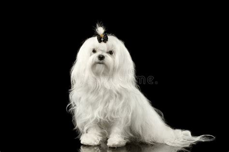 Serious White Maltese Dog Sitting Looking In Camera Black Isolated
