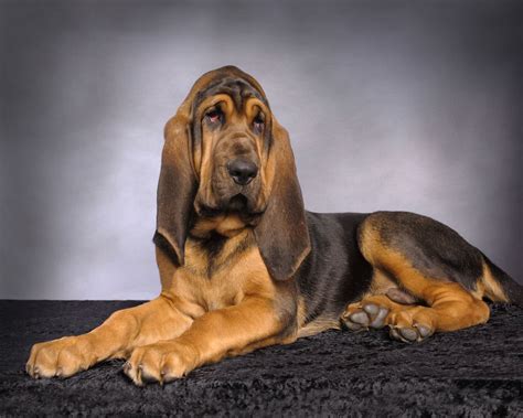 Bloodhound Breed Information Pet365