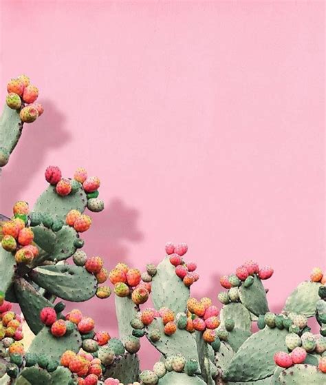 Cacti Love By Erinsummer Pink Walls Cacti In Bloom One Of Our Favs