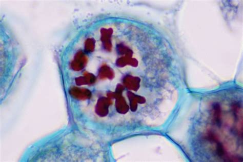 Overview Of The Stages Of Meiosis