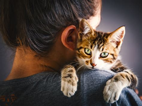 Cats And Human Health Can You Catch Bad Infections From Your Cat