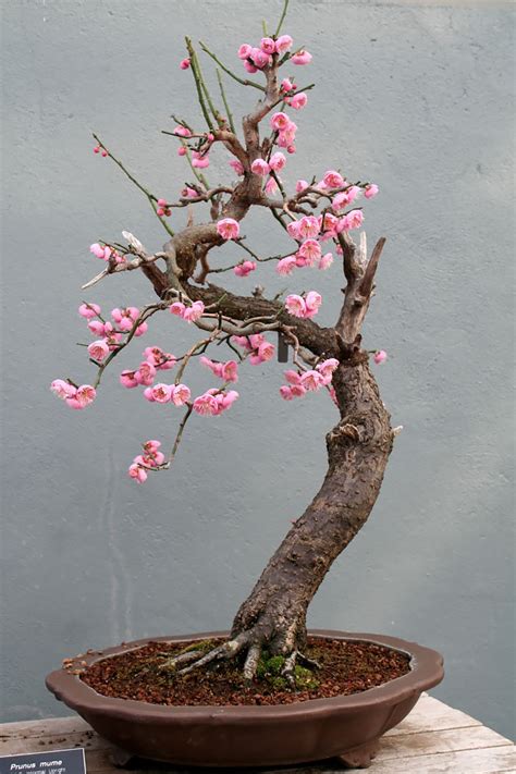 30 Of The Most Beautiful Bonsai Trees Ever