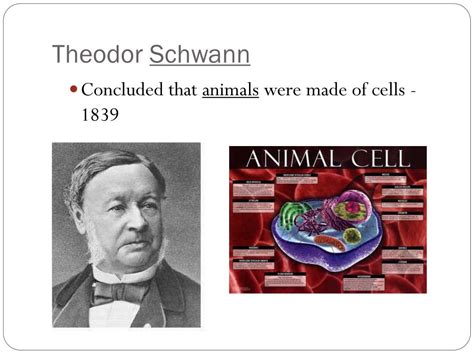Eukaryotic cells are more complex than prokaryotic cells and have more structures that can take in the stains. PPT - Chapter 7-1 Life is Cellular PowerPoint Presentation ...