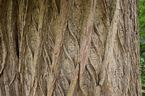 Giant Sequoia Bark 1 Karl Gercens Flickr
