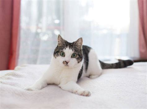 Probiere es doch auch mal mit einem spritzer aus einer wasserspritzpistole aus. Entscheidungsfreiheit: Warum Katzen gern die Wahl haben