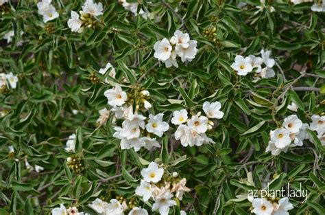 The red flowering dogwood is a selected form of the native flowering dogwood, cornus florida. White Flowering Plants for the Southwest Landscape: Part 1 ...