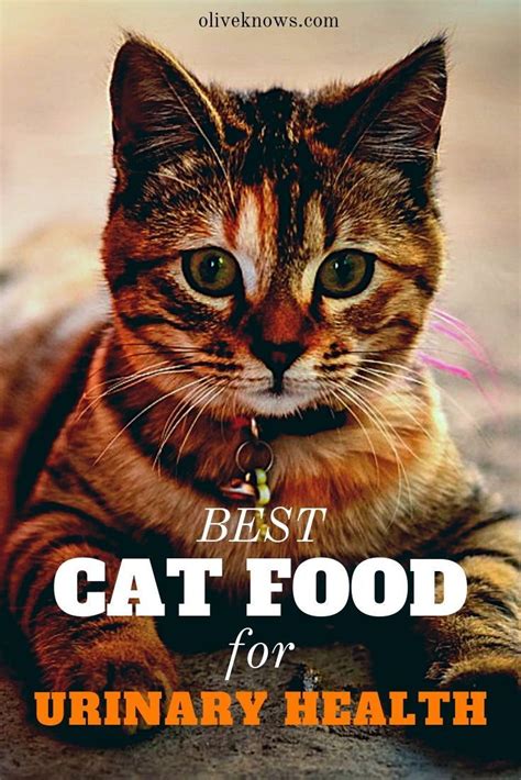 Best Cat Food For Urinary Health Oliveknows Best Cat