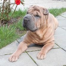 chinese shar pei    trouble    worth