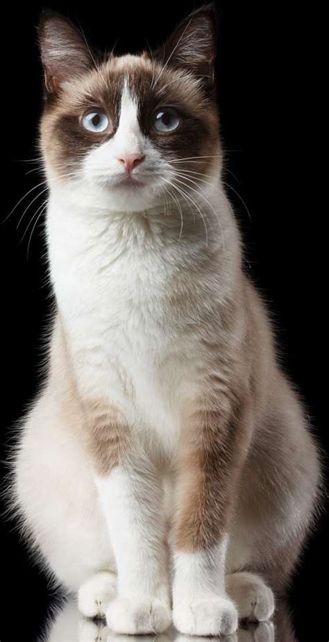 snowshoe cat cat breeds encyclopedia