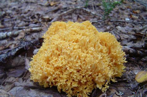 Yellow Coral Identifying Mushrooms Wild Mushroom Hunting