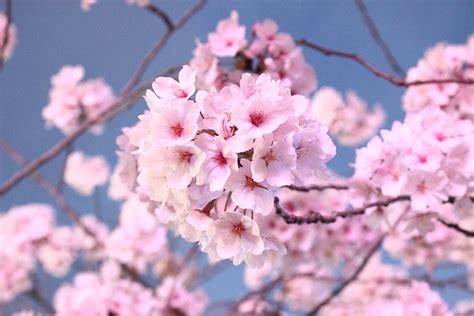 Những Hình Ảnh Hoa Đào Nở Đẹp Trong Ngày Tết Beauty Of Cherry