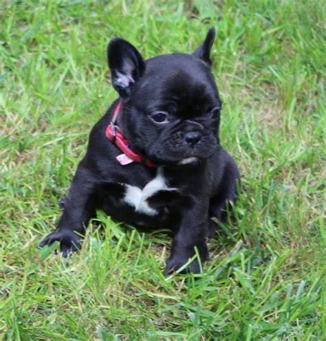 If you are unable to find your bulldog puppy in our puppy for sale or dog for sale sections, please consider looking thru thousands of bulldog dogs for adoption. French Bulldog Puppies For Sale | Kansas City, MO #227786