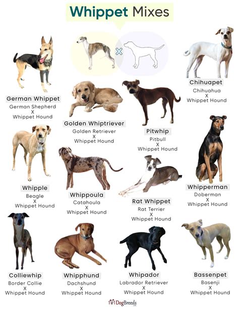 List Of Popular Whippet Mixes With Pictures
