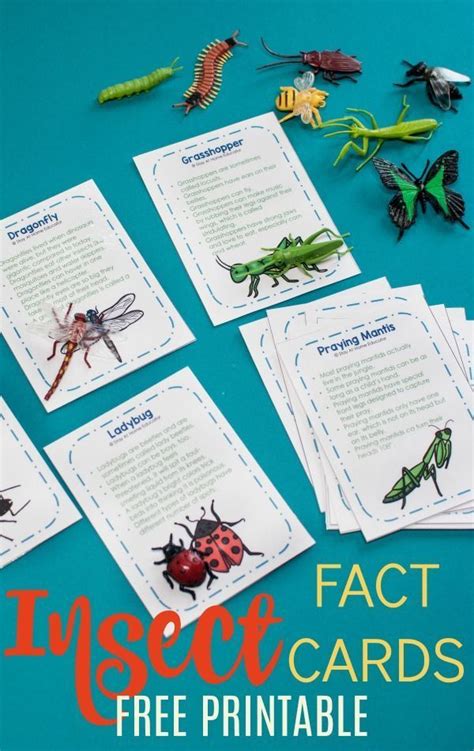 Free Printable Insect Fact Cards 6 Activities To Do With Them