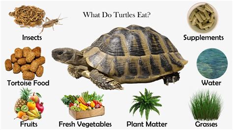 What Vegetables Do Box Turtles Eat