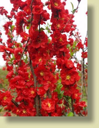 We did not find results for: Texas Scarlet Dwarf Flowering Quince / File Chaenomeles ...