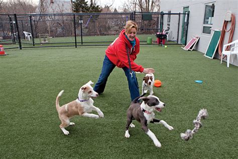 Top 10 animal shelter programs 2021 ✓ volunteer abroad at an animal help initiate the adoption process so they become someone's loving pet. Behind the big drop in euthanasia for America's dogs and ...