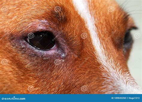 Portrait Of A Dog With Eye Problem Conjunctivitis Dog With Bad