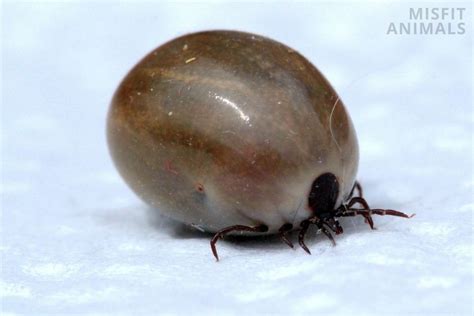 Engorged Deer Tick Vs Engorged Dog Tick 5 Differences