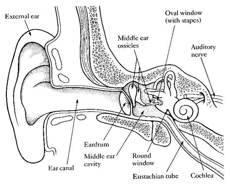 Dibujos Del Oido Y Sus Partes Para Colorear Imagui Images And Photos