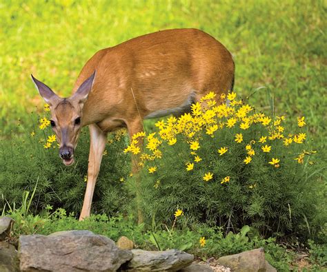 Tips To Deer Proof Your Garden