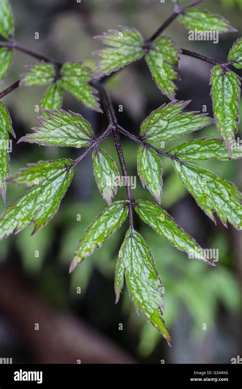 Actaea Green Leaf Close Up Stock Photo Alamy