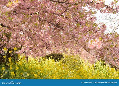 Spring Landscape Of Pink Cherry Blossoms Branches In Japan Stock Photo