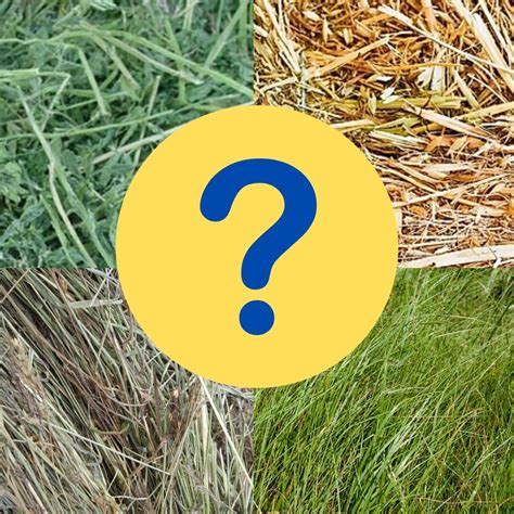 What Type Of Hay Should I Feed My Horse Kelato Animal Health