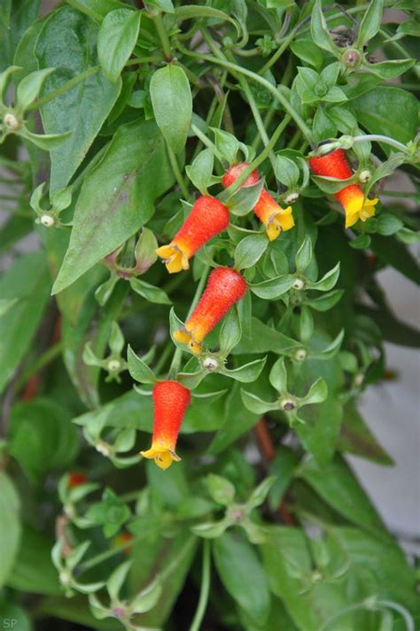 I take cuttings in late august and then grow the vine in the house over the winter. Manettia Candy Corn Vine ~Lot of 2~ Starter Plants - Sandy ...