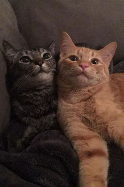 Two Cats Laying On Top Of A Couch With One Looking Up And The Other Staring