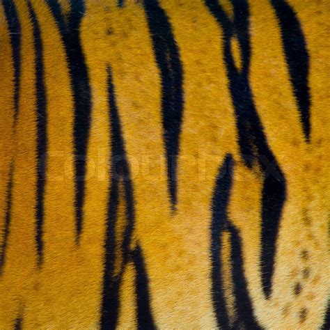 Tiger Fur Texture Stock Image Colourbox
