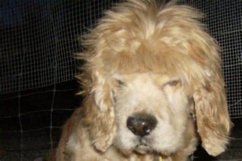 Dog Haircuts Bad Haircut Bad Dog Canine Pup Hair Cuts Dogs