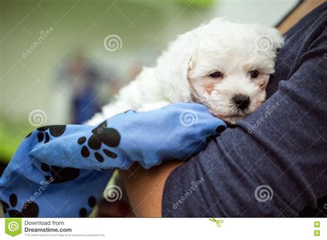 Portrait Puppy Maltese Stock Photo Image Of Cute Maltese 78929268