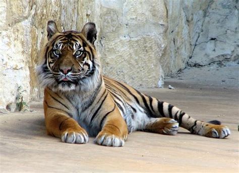 Qué comen los tigres en los zoológicos Creative Saplings