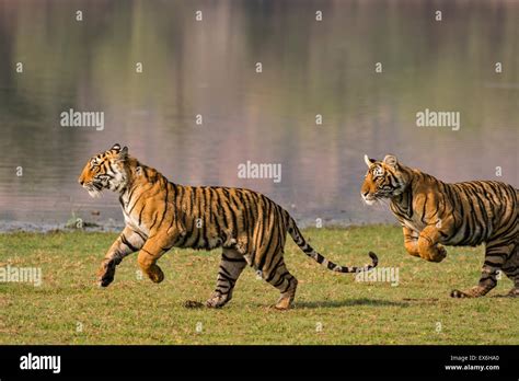 Two Wild Bengal Juvenile Tigers Running At Full Speed Along The Shore