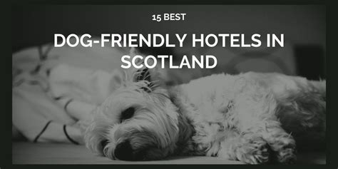15 Best Dog Friendly Hotels Scotland Has To Offer