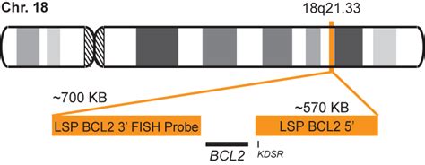 Lsp Bcl2 5 3 Fish Probe Cytotest