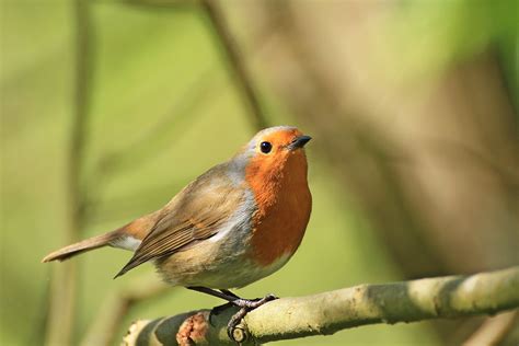 Robin 2013 Attenborough Nature Reserve Nottingham Pete Bowen Flickr