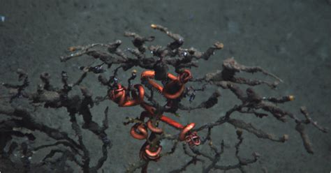 dead coral found near site of gulf oil spill