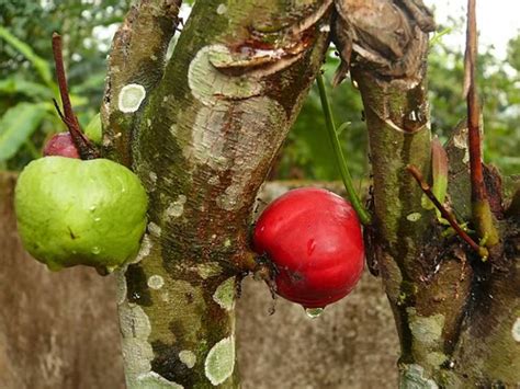 Khasiat mahkota dewa untuk masalah jerawat. Perubatan Tradisional Untuk Gout - Contoh Jos