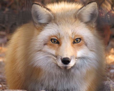 Every Pet Fox Breed And How To Care For Them Pethelpful