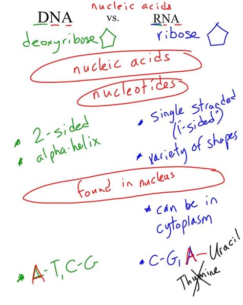 The polar molecules is stickier non polar molecules have no ( or very little) difference in the electronegativity or are completely symmetrical. DNA and Protein Synthesis - Mel Burgess at CALC