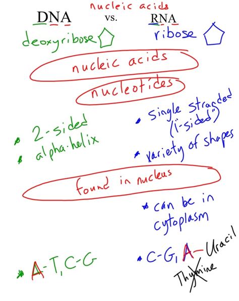 In particular, this video focuses. DNA and Protein Synthesis - Mel Burgess at CALC